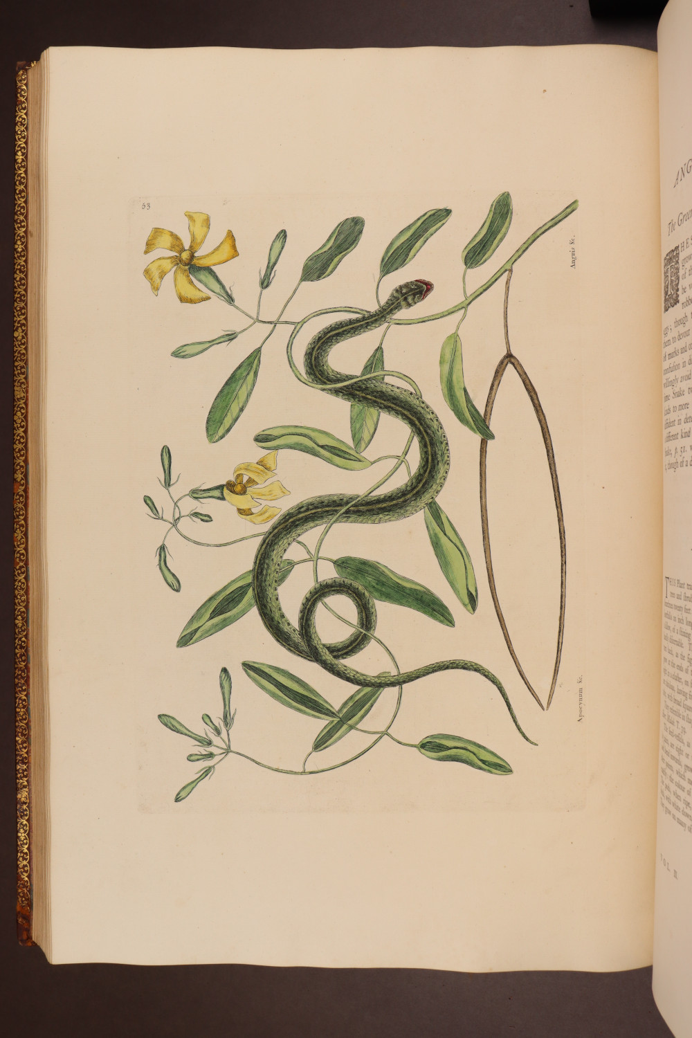 Plate 53